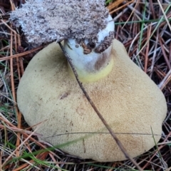 Suillus sp. at Isaacs Ridge and Nearby - 9 May 2024 04:40 PM