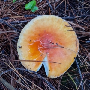 Amanita sp. at suppressed by Mike