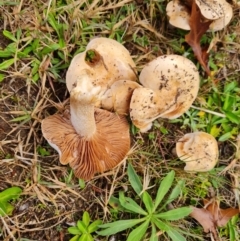 Unidentified Cap on a stem; gills below cap [mushrooms or mushroom-like] at Farrer Ridge - 9 May 2024 by Mike