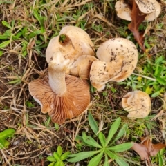 Unidentified Cap on a stem; gills below cap [mushrooms or mushroom-like] at Farrer, ACT - 9 May 2024 by Mike