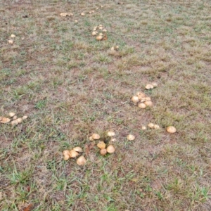 Suillus sp. at Isaacs, ACT - 9 May 2024