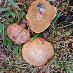 Suillus sp. at Isaacs, ACT - 9 May 2024 04:22 PM