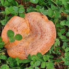 Lactarius deliciosus (Saffron Milkcap) at Isaacs, ACT - 9 May 2024 by Mike