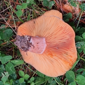 Lactarius deliciosus at Isaacs, ACT - 9 May 2024