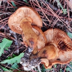 zz agaric (stem; gills not white/cream) at Isaacs, ACT - 9 May 2024 by Mike