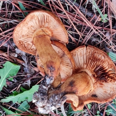 Unidentified Cap on a stem; gills below cap [mushrooms or mushroom-like] at Isaacs, ACT - 9 May 2024 by Mike