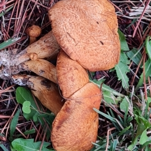 zz agaric (stem; gills not white/cream) at Isaacs, ACT - 9 May 2024