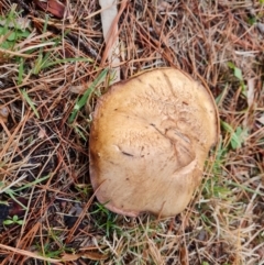 Unidentified Bolete - Fleshy texture, stem central (more-or-less) at Isaacs, ACT - 9 May 2024 by Mike