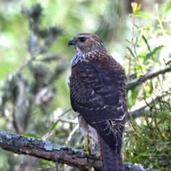 Tachyspiza cirrocephala (Collared Sparrowhawk) at Jerrabomberra Wetlands - 7 Feb 2023 by davidcunninghamwildlife