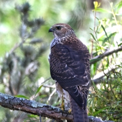 Accipiter cirrocephalus (Collared Sparrowhawk) at Jerrabomberra Wetlands - 7 Feb 2023 by davidcunninghamwildlife