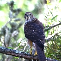 Accipiter cirrocephalus at Jerrabomberra Wetlands - 7 Feb 2023