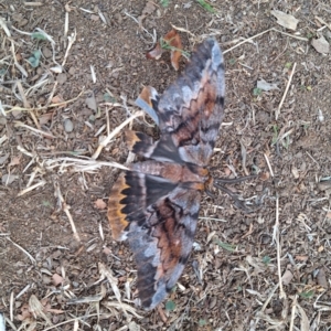 Chelepteryx collesi at Hackett, ACT - 8 May 2024