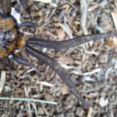 Chelepteryx collesi at Hackett, ACT - 8 May 2024