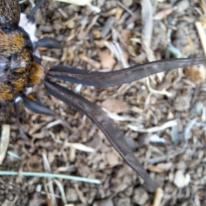 Chelepteryx collesi at Hackett, ACT - 8 May 2024