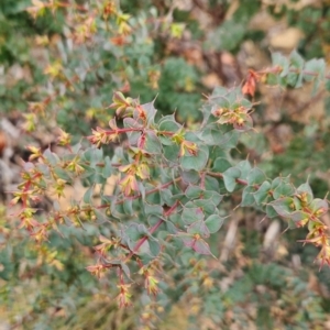 Pultenaea spinosa at Namadgi National Park - 9 May 2024