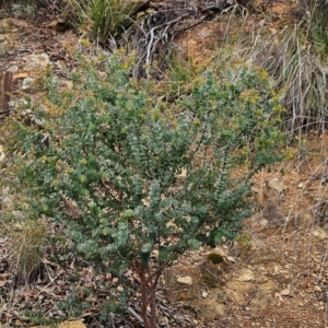 Pultenaea spinosa at Namadgi National Park - 9 May 2024