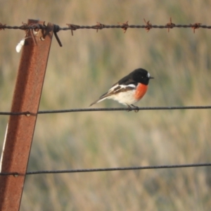 Petroica boodang at Murrumbateman, NSW - 9 May 2024 05:40 PM