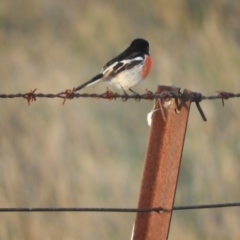 Petroica boodang at Murrumbateman, NSW - 9 May 2024