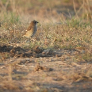 Petroica boodang at Murrumbateman, NSW - 9 May 2024 05:40 PM