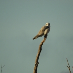 Elanus axillaris (Black-shouldered Kite) at Murrumbateman, NSW - 9 May 2024 by SimoneC