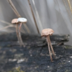 Unidentified Fungus at Hughes Grassy Woodland - 9 May 2024 by LisaH