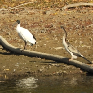 Anhinga novaehollandiae at Murrumbateman, NSW - 9 May 2024