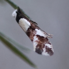 Monopis icterogastra (Wool Moth) at Hughes Grassy Woodland - 9 May 2024 by LisaH