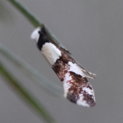 Monopis icterogastra at Hughes Grassy Woodland - 9 May 2024