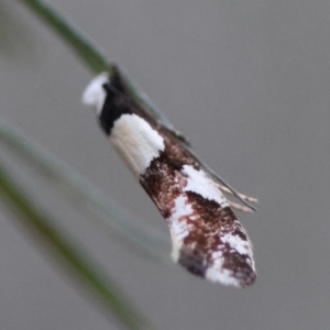 Monopis icterogastra at Hughes Grassy Woodland - 9 May 2024 05:46 PM