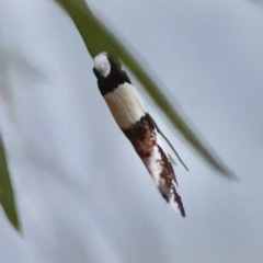 Monopis icterogastra at Hughes Grassy Woodland - 9 May 2024 05:46 PM