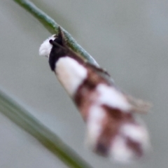 Monopis icterogastra at Hughes Grassy Woodland - 9 May 2024 05:46 PM