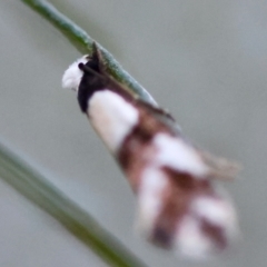 Monopis icterogastra at Hughes Grassy Woodland - 9 May 2024