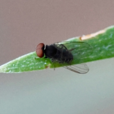 Lindneromyia sp. (Flat-footed fly) at Hughes Grassy Woodland - 9 May 2024 by LisaH