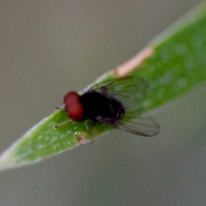 Lindneromyia sp. at Red Hill to Yarralumla Creek - 9 May 2024 06:07 PM