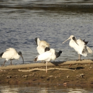 Threskiornis molucca at Murrumbateman, NSW - 9 May 2024