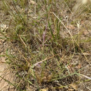 Eryngium ovinum at Mount Majura - 9 May 2024 07:40 PM