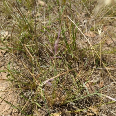 Eryngium ovinum (Blue Devil) at Hackett, ACT - 9 May 2024 by Avery