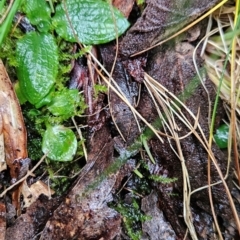 Pterostylis sp. (A Greenhood) at Uriarra Village, ACT - 9 May 2024 by BethanyDunne