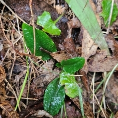 Pterostylis sp. at Namadgi National Park - 9 May 2024