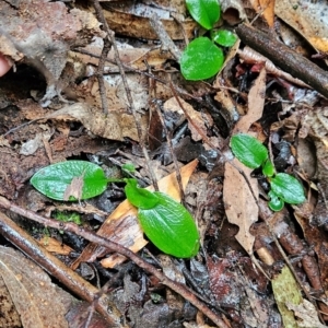 Pterostylis sp. at Namadgi National Park - 9 May 2024