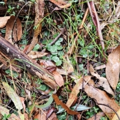 Corysanthes hispida (Bristly Helmet Orchid) at Uriarra Village, ACT - 9 May 2024 by BethanyDunne