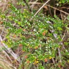 Leionema lamprophyllum subsp. obovatum (Shiny Phebalium) at Uriarra Village, ACT - 9 May 2024 by BethanyDunne