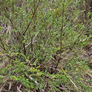 Leionema lamprophyllum subsp. obovatum at Namadgi National Park - 9 May 2024