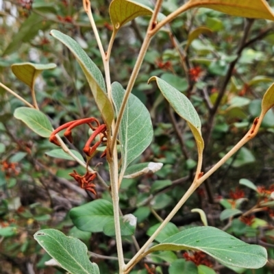 Grevillea oxyantha subsp. oxyantha (Kybean Grevillea) at Namadgi National Park - 9 May 2024 by BethanyDunne