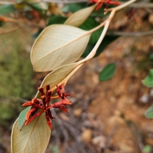 Grevillea oxyantha subsp. oxyantha at Namadgi National Park - 9 May 2024