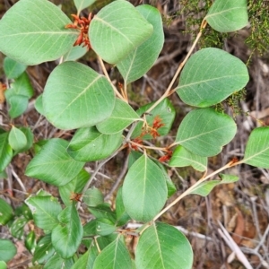 Grevillea oxyantha subsp. oxyantha at Namadgi National Park - 9 May 2024