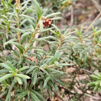 Grevillea lanigera (Woolly Grevillea) at Namadgi National Park - 9 May 2024 by BethanyDunne