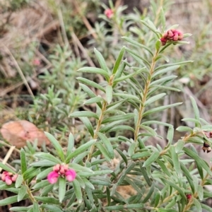 Grevillea lanigera at Namadgi National Park - 9 May 2024