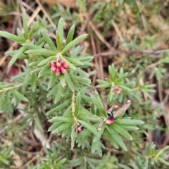 Grevillea lanigera at Namadgi National Park - 9 May 2024