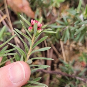 Grevillea lanigera at Namadgi National Park - 9 May 2024 12:01 PM